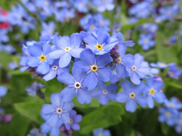 Bright-blue forget-me-not flowers.