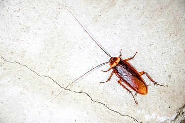 Does Bombing a House for Roaches Work? | Hunker