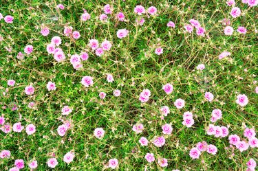 Portulaca Or Moss Rose