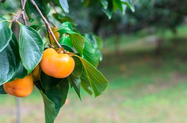 Persimmon fruit on persimmon tree in garden.