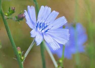 The Fastest-Growing Flowers: From Seed to Bloom | Hunker