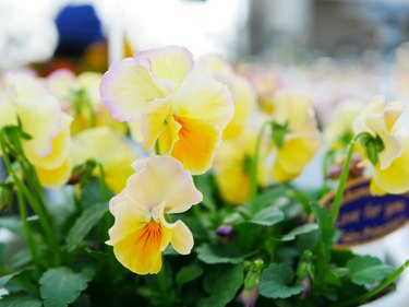 Colorful pansy flowers