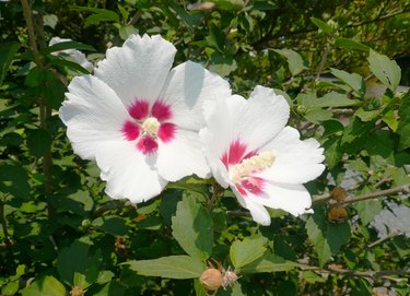 Are rose of sharon store flowers poisonous to dogs