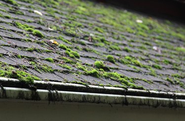 Moss covering a shingled roof