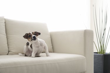 Jack Russell Terrier Scratching Itself on Sofa