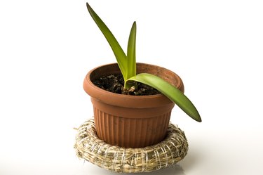 Green shoots growing from an amaryllis bulb.