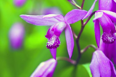 Chinese ground orchid (Bletilla striata) flower close-up