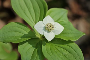 Dogwood of Canada (Four-Time) / Cornus canadensis / Canadian bunchberry, bunchberry dogwood