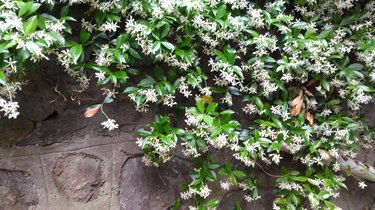 White jasmine on garden wall.