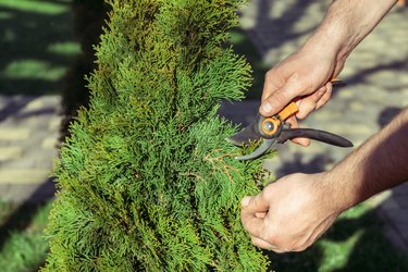 How to Fix a Browning Evergreen Bush | Hunker