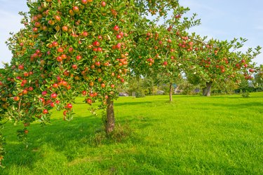 Companion Plants for Fruit Trees | Hunker