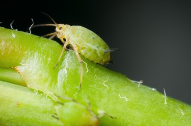 macro of single greenfly