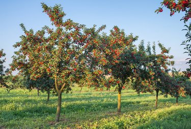 4 Fruit Trees That Grow Well in Minnesota | Hunker