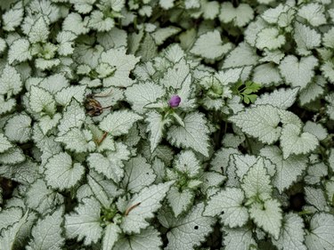 Close-Up Of Spotted Dead-Nettle.