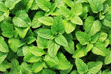 How to Tell the Difference Between Basil and Mint Hunker