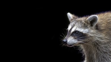 Portrait of a raccoon isolated on a black background