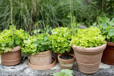 Nasturtium and variation of lettuce in plant pots in garden