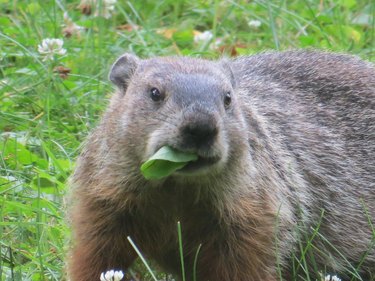 Groundhog eating a fresh, green leaf.