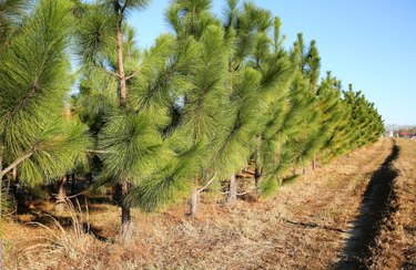 Pine Tree Spacing Chart
