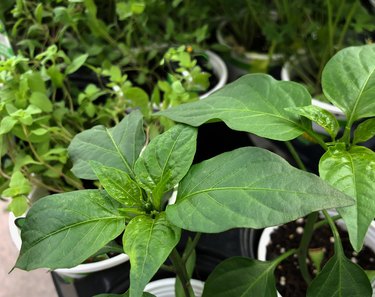 Medium close up of sweet marjoram plants in white pots