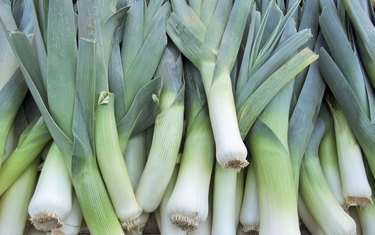 leek background