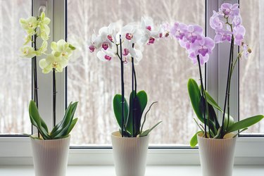 Moth orchids on windowsill - home decoration with live potted flowering plants