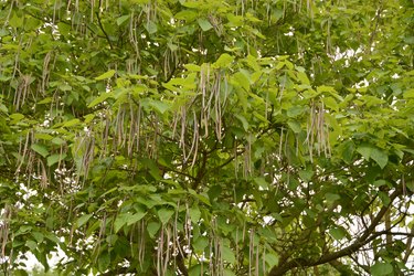 Catalpa Cigar Tree | Hunker