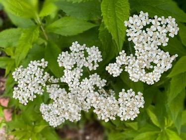 tiny white alyssum blooms