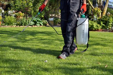 The Best Time of Day to Apply Weed Killer | Hunker