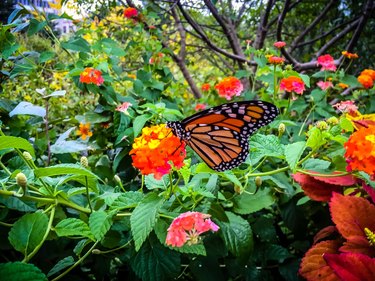 butterfly on a flower