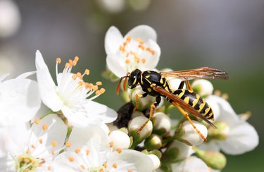 Wasp pollinating flowers.