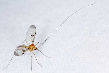 The Keroplatidae are a family of small flies known as fungus gnats. Fly characterized by very long antenas. An insect attracted to the light poses on the curtain.