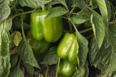 Why Are My Green Peppers Turning Black? | Hunker
