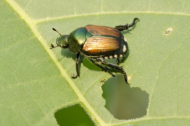 Japanese beetle, Popillia japonica, eating soybean leaf