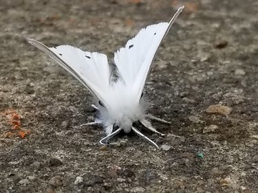 white fuzzy moth