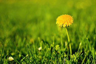 Dandelion in green grass