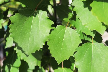 Closeup of the leaves on a swedish columnar aspen