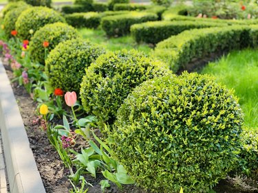 How Tall Do Boxwood Shrubs Grow? | Hunker