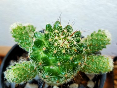 Cactus