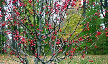 Winterberry Holly, Ilex verticillata, during fall