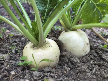 White Japanese Turnip