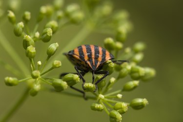 striped chinch