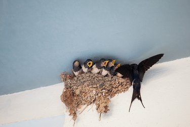 Swallow feeding chicks in nest.