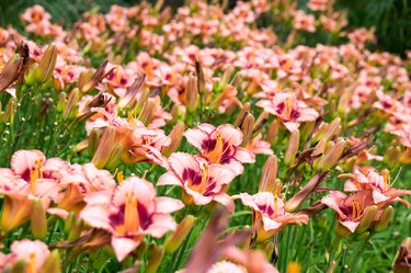 Beautiful View orange daylily flowers in garden