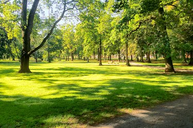 Trees On Grassy Landscape In Park