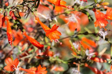 Closeup of California fuchsia (Epilobium canum) wildflower
