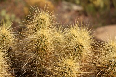 Types of Arizona Cactus | Hunker