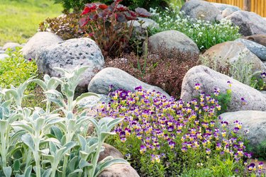 Blooming violets and other flowers in a small rockery in the summer garden