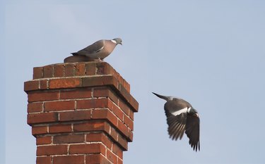Chimney With Pigeons