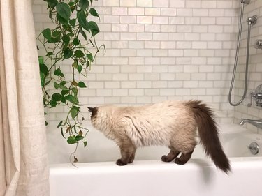 Ragdoll Kitten Climbing on the Edge of a Bathtub